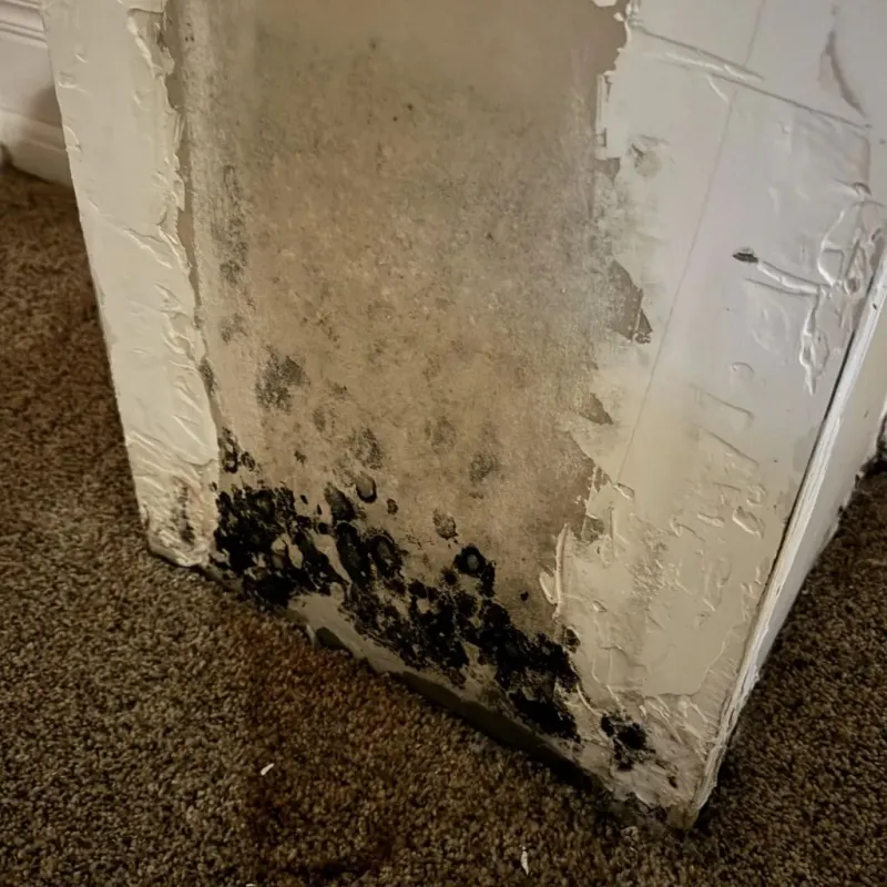 Professional Mold Removal in Mint Hill, NC